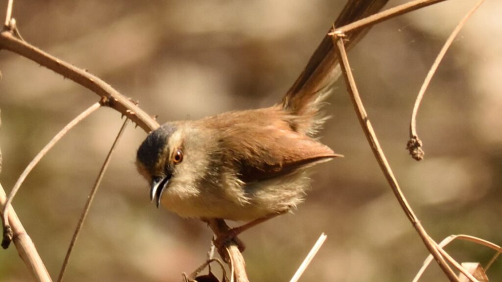 grey-crowned-prinia