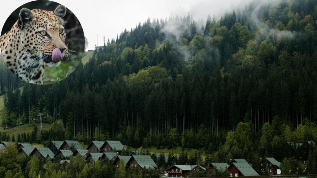 human-wildlife-interaction-leopards